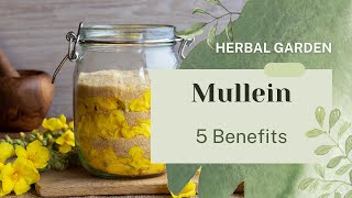 5 Health Benefits of Mullein [upl. by Euqcaj890]