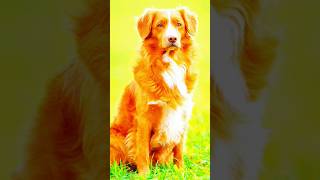 American beautiful dog 🥰 animals youtubeshorts shorts trending animals vairalvideo lion tiger [upl. by Erual855]