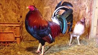 How to Start Gamefowl Breeding 2 [upl. by Thurmann543]