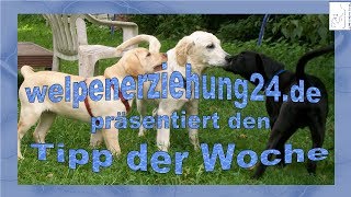 Welpenerziehung Tipp der Woche Umwelterkunden [upl. by Lilac]