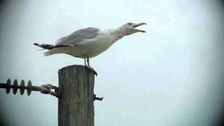 Sounds I love this time of year the Seagull Call [upl. by Idnas]