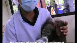 SHOCKING What Palm Oil Does to Orang Utan [upl. by Lorrin]