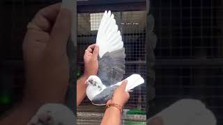 Madras resar paira viralvideo viralshort pigeon trending [upl. by Driscoll]