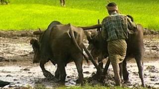 Ploughing paddy field with buffalos Kerala  Sound effects [upl. by Ddat438]