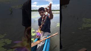 වයිෆට මල් මාලයක් srilankatravelvlog habarana visitsrilanka [upl. by Dag]