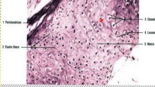 Cartilage Histology Data Show 2015 [upl. by Clorinde]