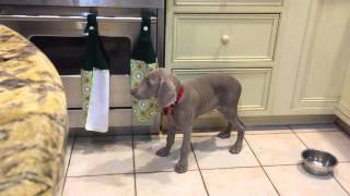 Weimaraner Puppy Sleeps Standing Up [upl. by Hertzog390]