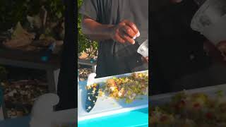 FreshCut Bahamian Conch Salad  Stocking Island Exuma Bahamas [upl. by Deppy108]