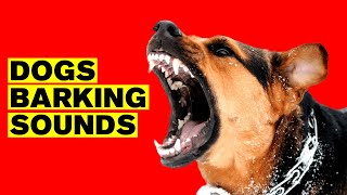 Dogs Barking Sound Effect BARK LOUDLY [upl. by Aniarrol]