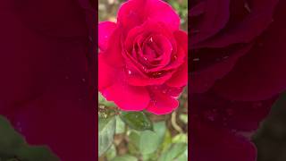 Most popular red roses🥀  Home Gardening  flowers trending gardening youtubeshorts [upl. by Ilenay]