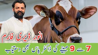 imported Cows With Record For sale At Anwer Dairy  Best imported cows [upl. by Damas]