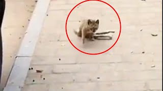 A Paralyzed Stray Cat Runs Up for Food [upl. by Icrad438]