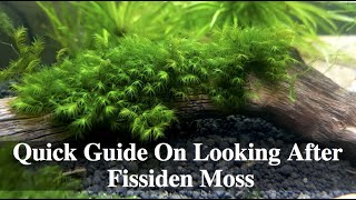 Quick Guide On Looking After Fissiden Moss [upl. by Gnouhc830]