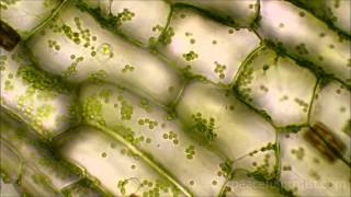 Elodea under the microscope [upl. by Anahsed326]