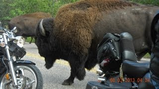 Bison Stampede at Custer State Park [upl. by Lexy]