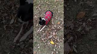 Boston Terrier Chester dresses up for the cold to chew on his stick [upl. by Derman]