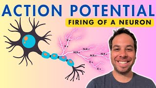 Action Potential  Firing of a Neuron  Depolarization [upl. by Still]