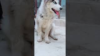 Siberian husky pup asadpets dogbreed dogs pets asadbrohi dog siberianhusky [upl. by Tneicniv150]