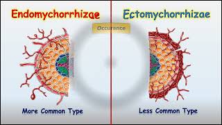 Endomychorrhizae Vs Ectomychorrhizae [upl. by Alyhc]