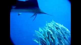 Sailfish attacking a school of sardines  slow motion [upl. by Liris692]