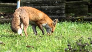 Digging for Grubs  fox video HD [upl. by Neve846]