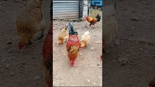 Business polotry farm youtubeshorts chicken trendingshorts shorts video [upl. by Yovonnda]