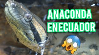 Anaconda gigante en Ecuador  NO VAN A CREER LO QUE VI 😱 [upl. by Edvard]