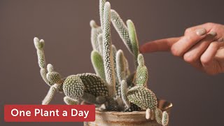 Opuntia microdasys Bunny Ear Cactus Houseplant Care — 8 of 365 [upl. by Vowel]