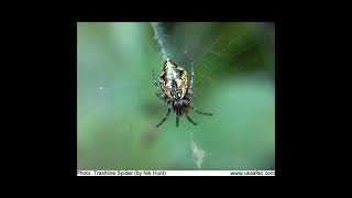 Holsworthy Extra uk spidersphotos [upl. by Adnuahsal]