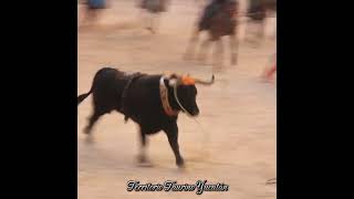 El Coyote del Rancho Santiaguito de Temozon Duelo de Ganaderias Cenotillo 2024 toros tradiciones [upl. by Ruthie]