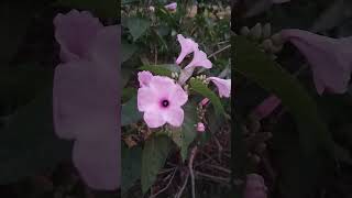 Ipomoea carneanatureconvolvulaceaebiologyvlog beautiful pollination pollinatorvillagelife [upl. by Amelita]