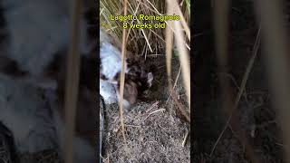 Lagotto Romagnolo Puppy loves digging holes lagottoromagnolo puppy digging [upl. by Leicester537]