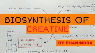 Biosynthesis of creatine  By phanindra guptha [upl. by Ayit]