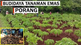 Cara Menanam Porang Di Lahan Terbuka Agar Cepat Panen Baik Dari Katak  Biji Maupun Umbi [upl. by Rahr]