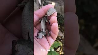 Satanic leaf tailed lizard 😲facts reels knowledge trending viralvideo shorts lizard science [upl. by Villada63]