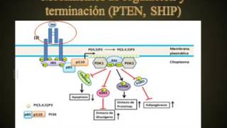 Tema Receptores tirosina quinasas RTK – Receptor de insulina PIP3 y GSK3 con terminación [upl. by Yzzo818]