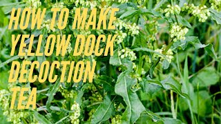 Yellow Dock Root Rumex Crispus  How to Make Yellow Dock Decoction Tea for Anemia Herbal Medicine [upl. by Notliw576]