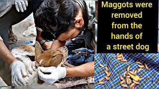 Removing lot of maggots from hand of a stray dog  dog rescue  maggots removal  street dog [upl. by Einegue]