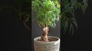 Pruning ming aralia aralia bonsaitree pruningbonsai [upl. by Philipa]