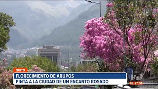 El florecimiento de los árboles de arupo pinta de rosa el ambiente de Quito [upl. by Naesar239]