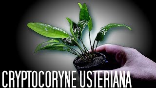 Aquarium Plants Cryptocoryne Usteriana [upl. by Ahsauqram]