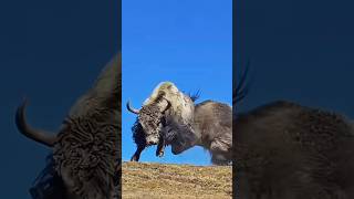 Wildest Yak Fight With Injured Yak  Hornless Yaks Are More Fearless [upl. by Plerre]