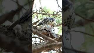 Hawkeagle killing Pigeon Ayres eagleHawk eagleraptornaturewildlife [upl. by Enaywd]