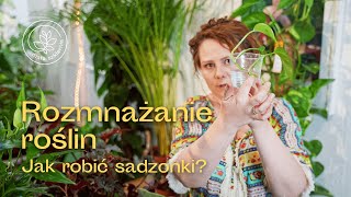 ROZMNAŻANIE ROŚLIN  jak robić sadzonki Cięcie i ukorzenianie sadzonek w poradniku roślinnym [upl. by Sakmar964]