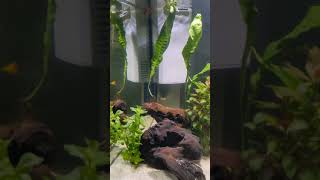 Planted Aquarium Superfish QubiQ 60 Pro [upl. by Malia]