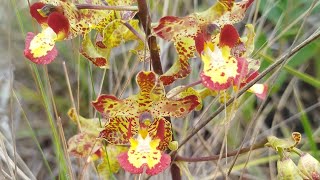 cyrtopodium poecilum como vc nunca viu diversidade de cores 🥰🫠🍀🙏orquídeas natureza plantas [upl. by Sibelle538]