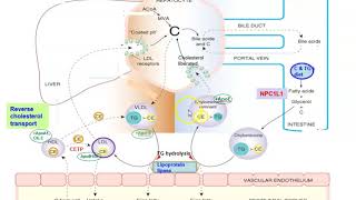 Cholesterol transport Exogenous amp Endogenous pathways [upl. by Nreval]