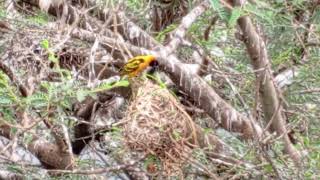 Weaver birds building nests [upl. by Aisena]