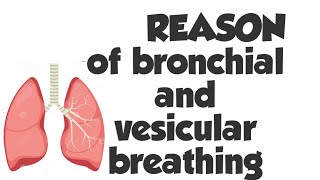 Bronchial Breathing  Vesicular Breathing explanation [upl. by Eibrik912]