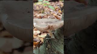 The Deer Shield Mushroom Pluteus cervinus [upl. by Eeb]